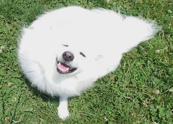 筋斗雲っぽい形のワンコトリミング