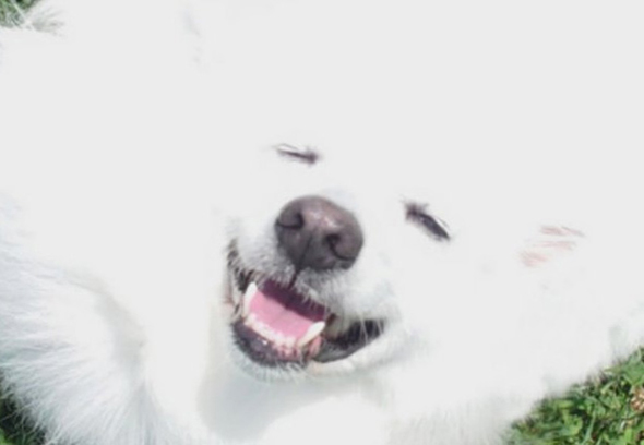 筋斗雲っぽい形のワンコトリミングさらにアップ