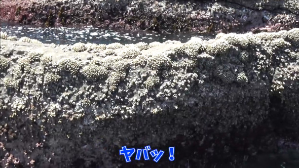 カメノテ 爆弾岩 見た目 甲殻類 茹でる 食べる 料理 カニ クリームパスタ