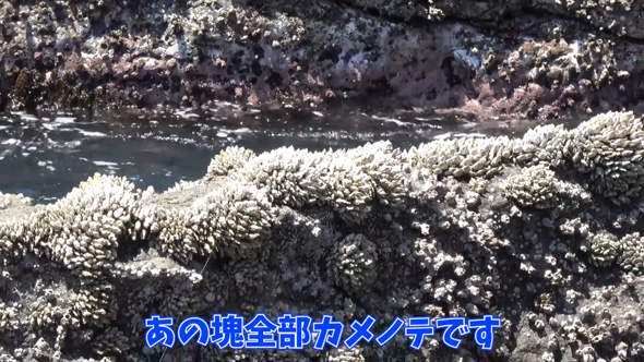 カメノテ 爆弾岩 見た目 甲殻類 茹でる 食べる 料理 カニ クリームパスタ