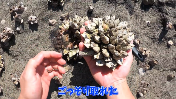 カメノテ 爆弾岩 見た目 甲殻類 茹でる 食べる 料理 カニ クリームパスタ