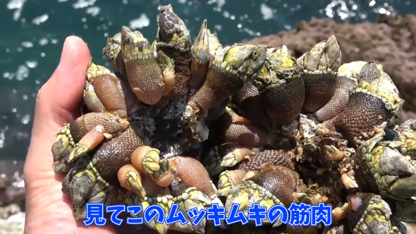 カメノテ 爆弾岩 見た目 甲殻類 茹でる 食べる 料理 カニ クリームパスタ