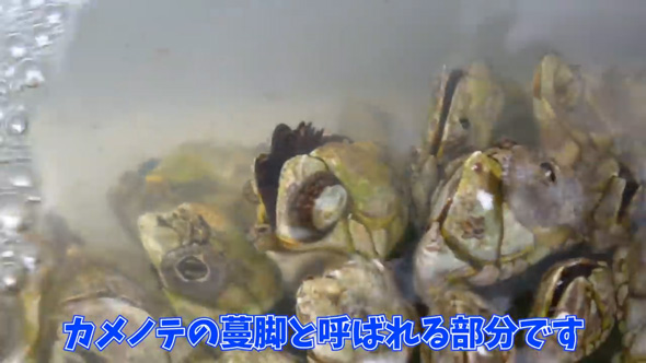 カメノテ 爆弾岩 見た目 甲殻類 茹でる 食べる 料理 カニ クリームパスタ