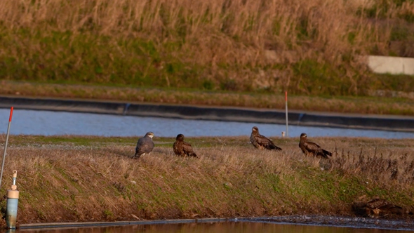 オオタカとトビが仲良く集会