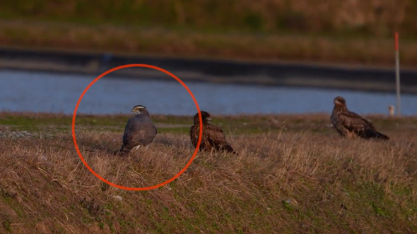 オオタカとトビが仲良く集会