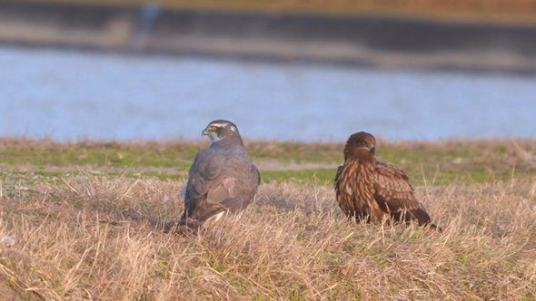 オオタカとトビが仲良く集会