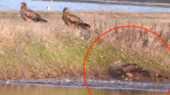オオタカとトビが仲良く集会