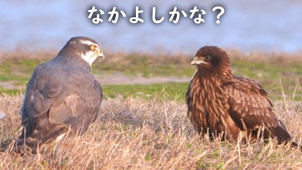 オオタカとトビが仲良く集会