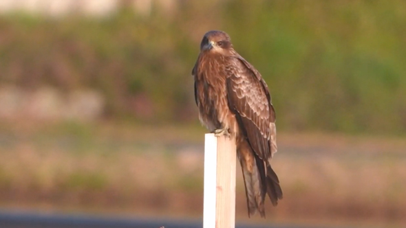 オオタカとトビが仲良く集会