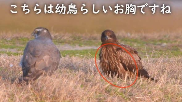 オオタカとトビが仲良く集会