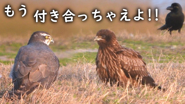 オオタカとトビが仲良く集会