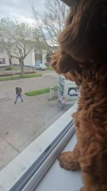 パパを見つけた瞬間の犬
