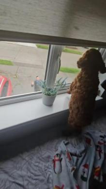 パパを見つけた瞬間の犬