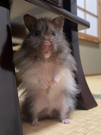 夫ハムスター