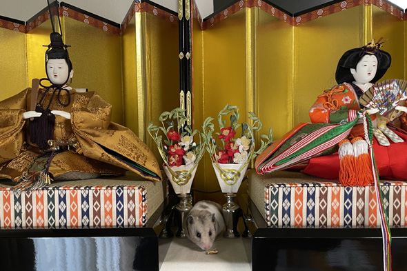 写真撮影するハムスター