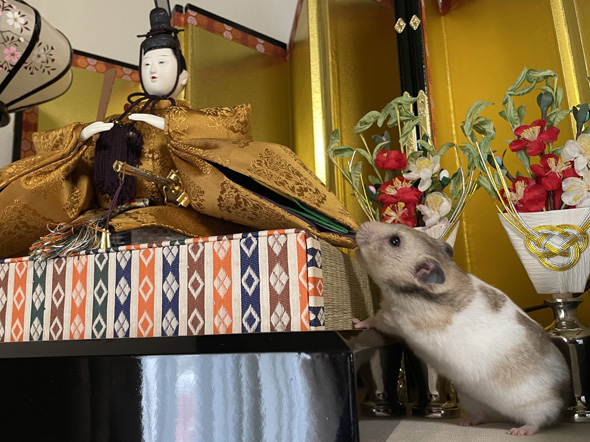 お内裏様に興味を示すハムスター