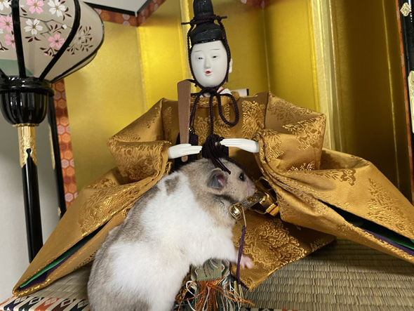 お内裏様に乗るハムスター