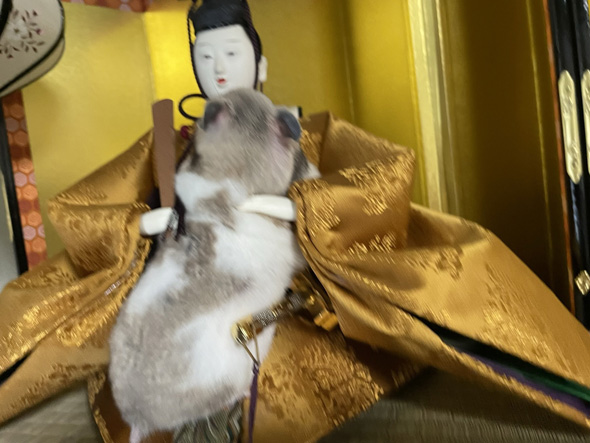 懐に入るハムスター