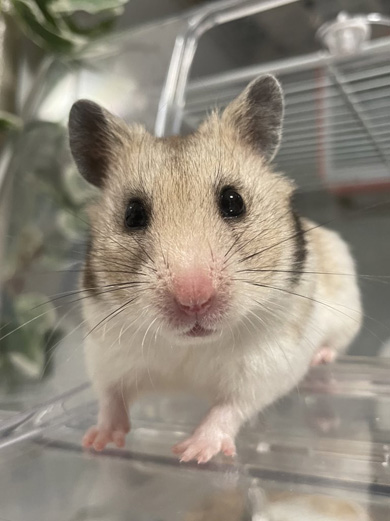 見つめてくるハムスター