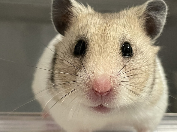 顔アップになるハムスター