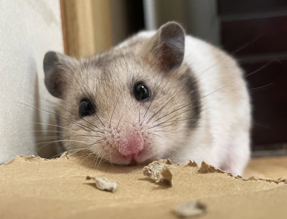 かじるハムスター