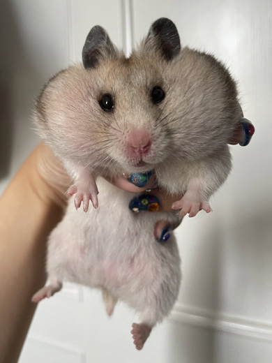 ふくらむハムスター
