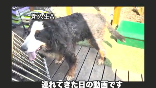 新入りA