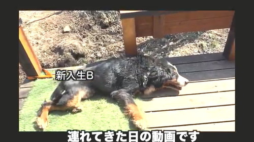 新入りB