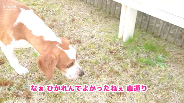 ひかれんで良かった