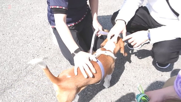 本当の飼い主