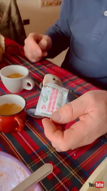 袋をカットしたインコ