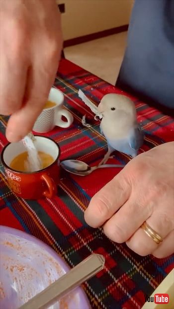 袋をカットしたインコ