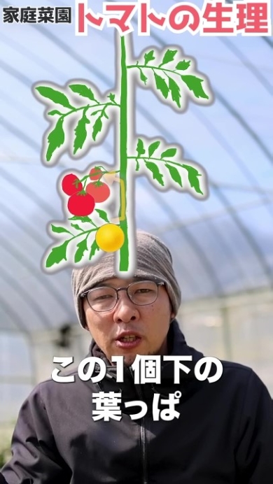 トマトの生理を図解で解説する男性