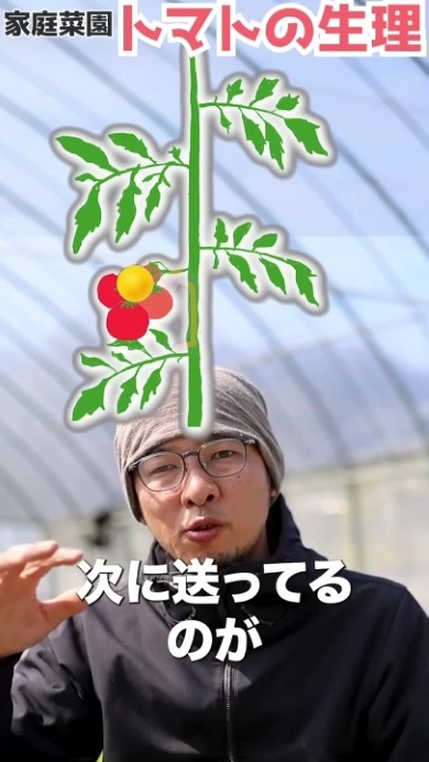 トマトの生理を図解で解説する男性
