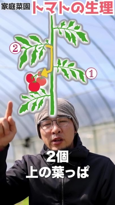 トマトの生理を図解で解説する男性