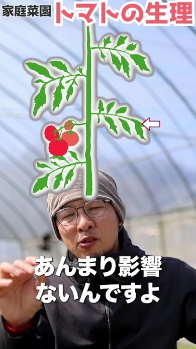 トマトの生理を図解で解説する男性
