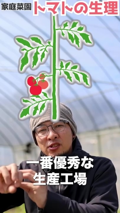 トマトの生理を図解で解説する男性