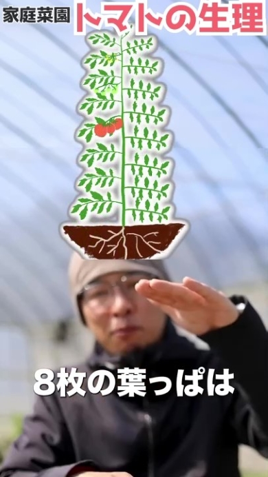 トマトの生理を図解で解説する男性