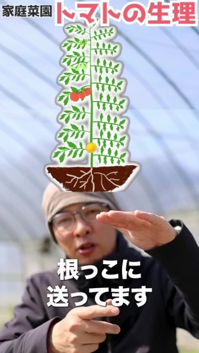 トマトの生理を図解で解説する男性