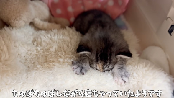 眠っている保護子猫