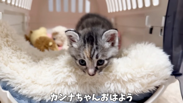 起床した保護子猫