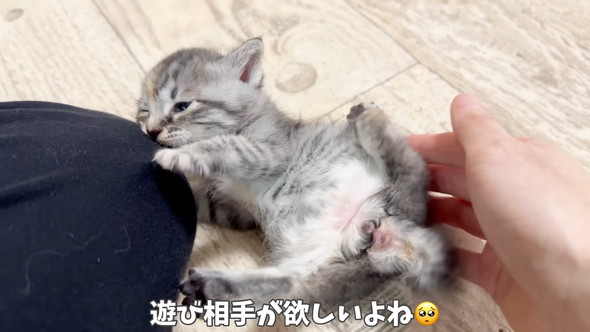 遊んでいる保護子猫