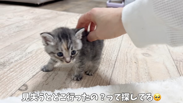 遊んでいる保護子猫