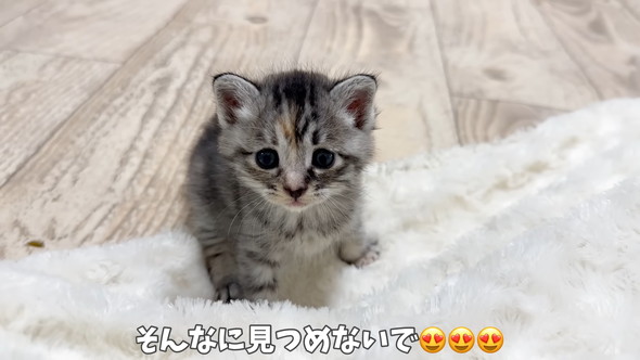 遊んでいる保護子猫