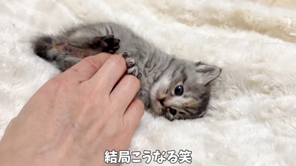 遊んでいる保護子猫