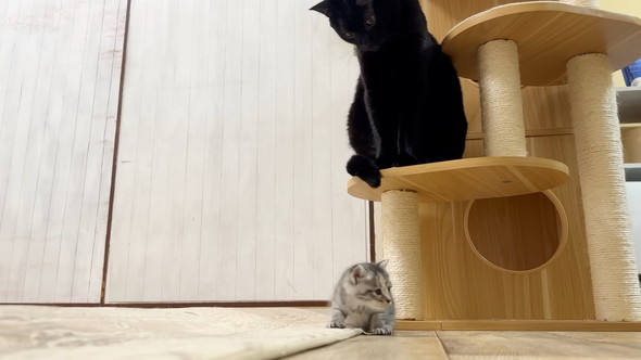 猫ちゃんに見守れている保護子猫