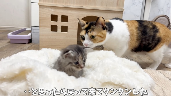 クンクンされる保護子猫