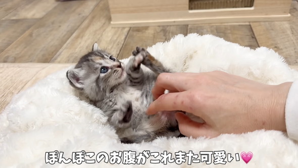 遊んでいる保護子猫