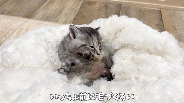 毛づくろいをしている保護子猫