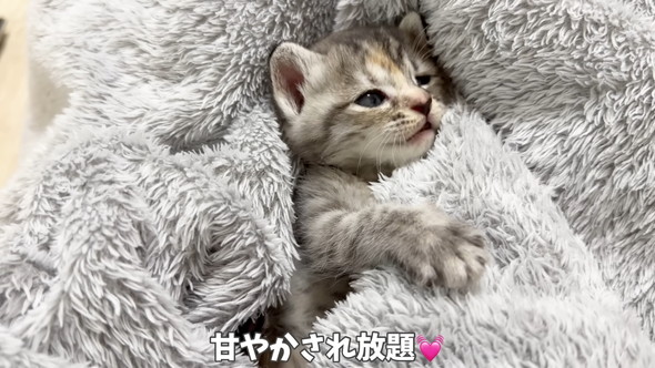 毛布に包まれている保護子猫